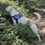 Blue Custom Dog Harness
