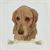 Dog Portrait Leather Tote Bag close up