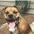 Dog with tongue